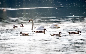 Varios cisnes y patos en un lago, imagen de archivo. (Christoph Schmidt/dpa)