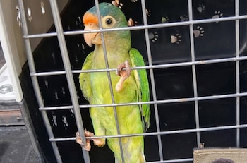 Incautaron en Costa Rica aves exóticas, entre ellas, loros (Foto cortesía INTERPOL)