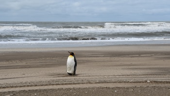En agosto pasado, un ejemplar