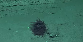 Investigadores documentaron animales abisales inéditos