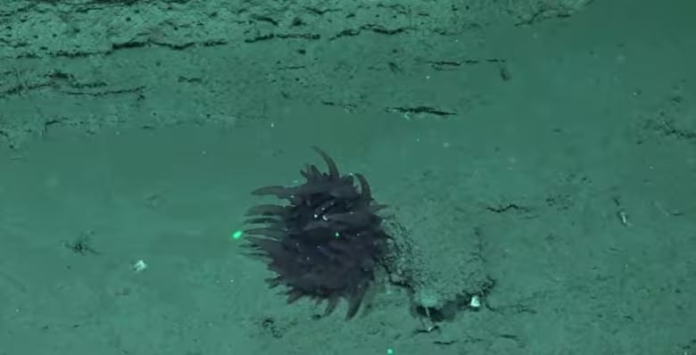 Investigadores documentaron animales abisales inéditos en la plataforma continental argentina (Conicet)