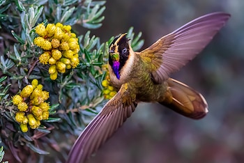 Vive en ecosistemas de páramo,
