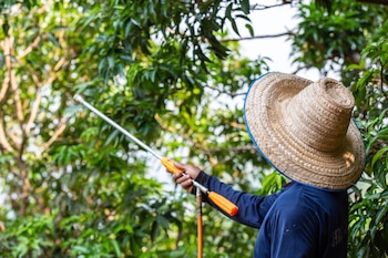 Un agricultor con un gran sombrero de paja, de espaldas, rocía sobre los árboles un líquido