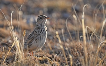 Alondra ricotí. (Christoph Moning/iNaturalist CC BY 4.0)