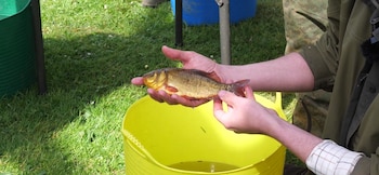 La carpa cruciana reduce su