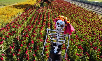 Algunos estados han establecido un