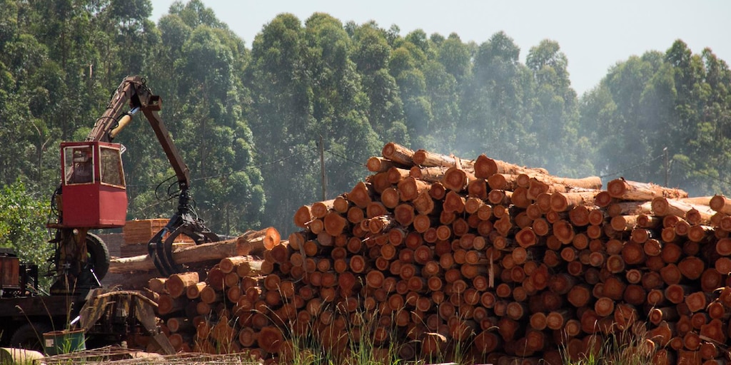 Sector foresto-industrial: la falta de condiciones para invertir en la actividad, impide que Argentina aproveche la mayor demanda internacional de madera - Infobae