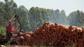 Sector foresto-industrial: la falta de