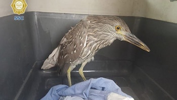 Un pajarito del tipo martinete