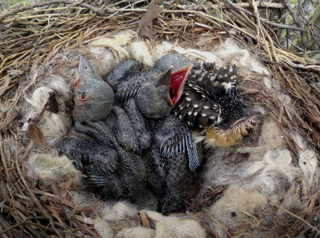 El cuco común se distingue por depositar sus huevos en nidos de otras especies, una estrategia que sorprende a los ornitólogos y complica la labor de las aves anfitrionas (EFE)