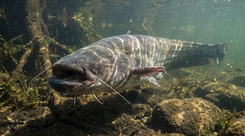 Un gran siluro europeo de color oscuro con bigotes nada bajo el agua entre vegetación, rocas y pequeños peces.