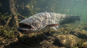 Cuál es el pez de casi 3 metros que se expandió por los ríos europeos y amenaza a especies nativas