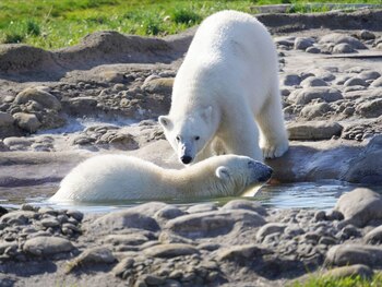 Los trabajadores del zoológico consideraron