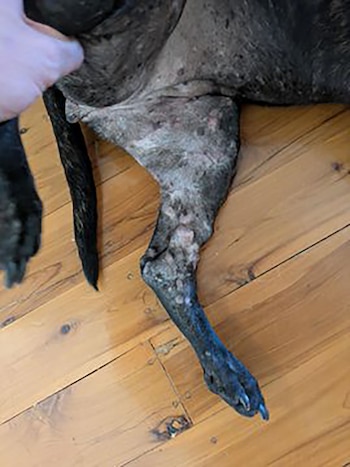 El desarrollo de la vacuna