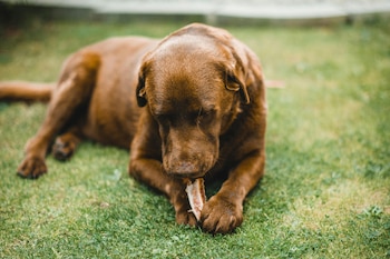 Un perro mordiendo un hueso.