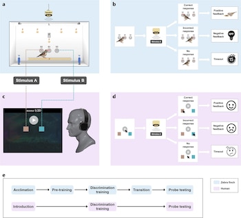 Ilustración con esquemas de pruebas conductuales que incluyen un ave, una cabeza humana con auriculares, diagramas de flujo y textos