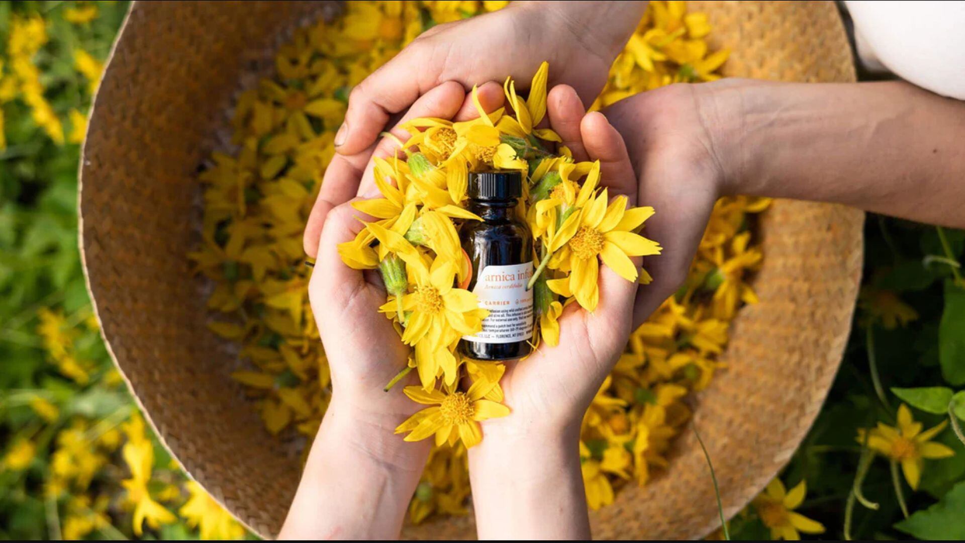 El árnica es conocida por sus propiedades anticoagulantes y antiinflamatorias, lo que la convierte en una excelente opción para tratar várices y hemorroides de manera natural. (aromatics.com)