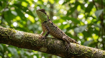 Lagarto con escamas verdes y marrones, cabeza erguida, sobre una rama horizontal cubierta de musgo. Fondo de follaje verde borroso.