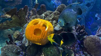 En el Frost Science Museum,