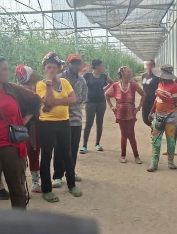La Dirección General de Migración detectó a cerca de 700 extranjeros en condición irregular en zonas agrícolas de República Dominicana. (Foto cortesía Dirección General de Migración)