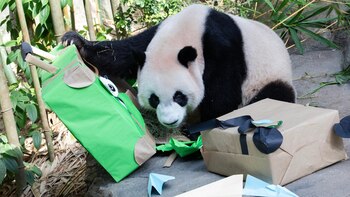 Singapur despide al primer panda
