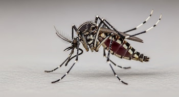 Primer plano de un mosquito Aedes albopictus adulto, mostrando sus patas a rayas blancas y negras, cuerpo oscuro y abdomen rojizo, sobre un fondo gris claro.