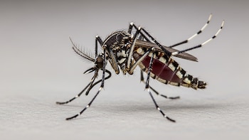 Más del 50% de los adultos en Argentina estuvo expuesto al dengue, alertó un estudio