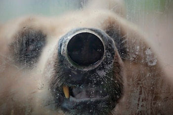 "Necesitamos garantizar el bienestar de