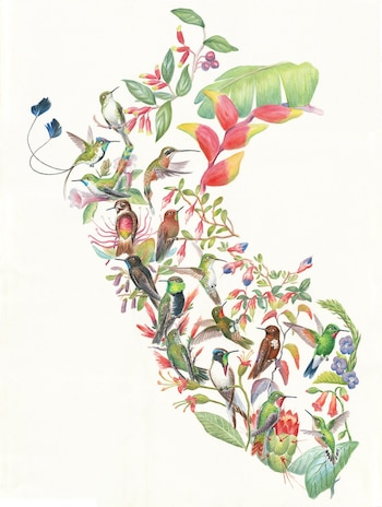 Ilustración de diversas especies de colibríes y flores dispuestas sobre fondo blanco con la forma del mapa de Perú