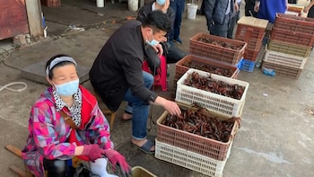 Según varios expertos, el brote