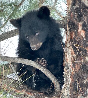Autoridades llegaron a la conclusión