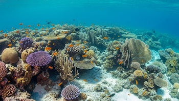 Corales en riesgo crítico en el Caribe: logran detener el daño con ayuda de una bacteria marina