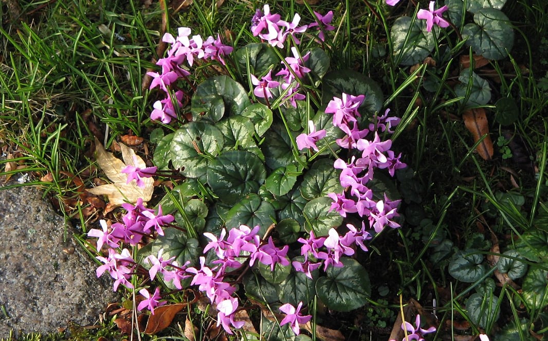 Ciclamen. (Wikimedia commons)