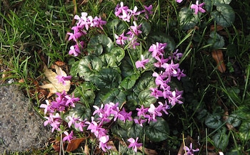 Planta de inviertno y otoño