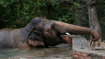 Tras 35 años de aislamiento,