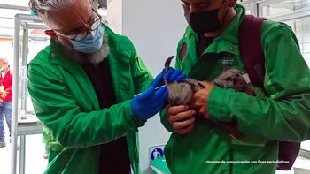 Mujer fue judicializada por maltrato