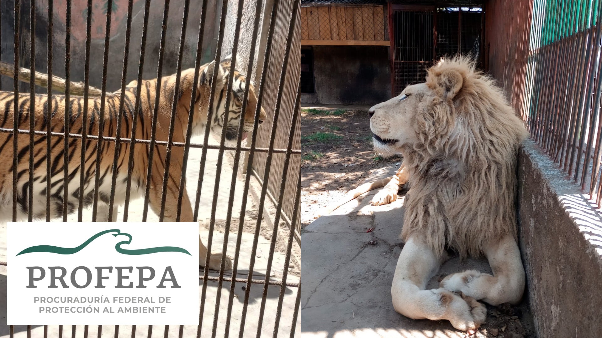 Entre los ejemplares rescatados se encuentran jaguares, leones africanos, tigres de bengala y otras especies. Diseño: (Jesús Tovar Sosa/Infobae)