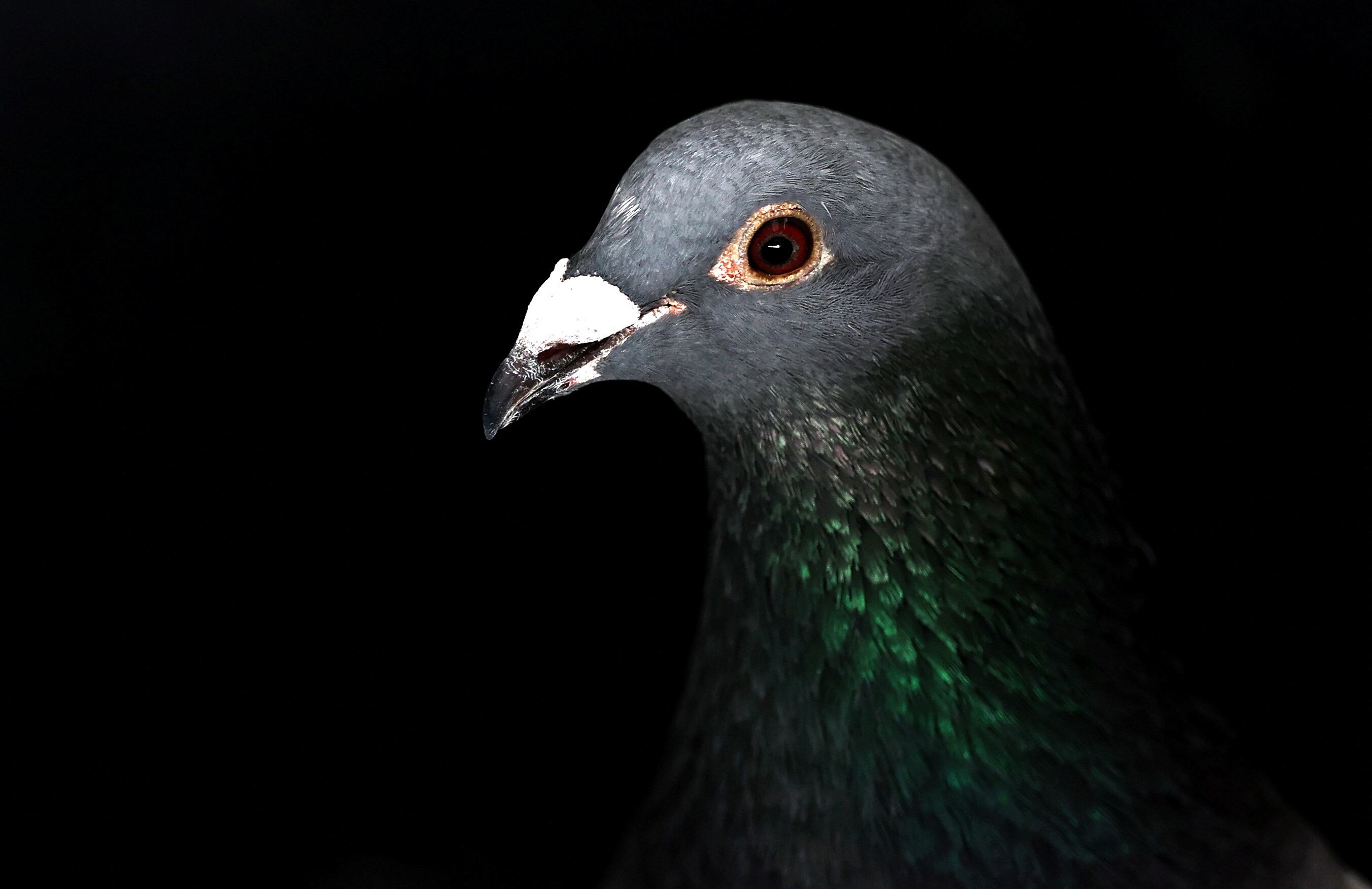 El procesamiento de tiempo y espacio en palomas ocurre en regiones cerebrales distintas a las de los humanos, lo que sugiere vías neurológicas alternativas (REUTERS/Lee Smith)