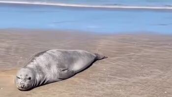 Testigos exigen al turista que se aleje de un lobo marino en la playa de La Lucila del Mar