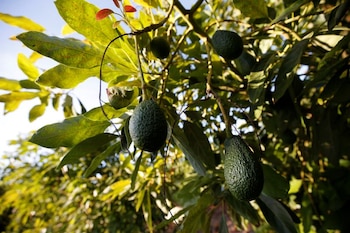 Aguacates en una plantación de