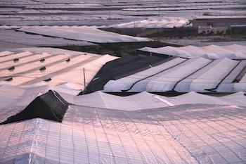 Invernaderos de Almería. (Europa Press)