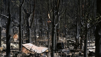 La devastación en Ávila y Madrid por los incendios forestales, en imágenes: más de 75.000 hectáreas quemadas, vehículos calcinados y pueblos cubiertos de ceniza