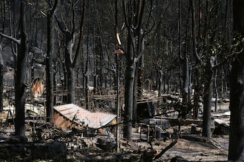 Paisaje quemado en el Parque Natural del Valle de Iruelas arrasado por el incendio de Burgohondo (Ávila) este domingo. (EFE/Raúl Sanchidrián)