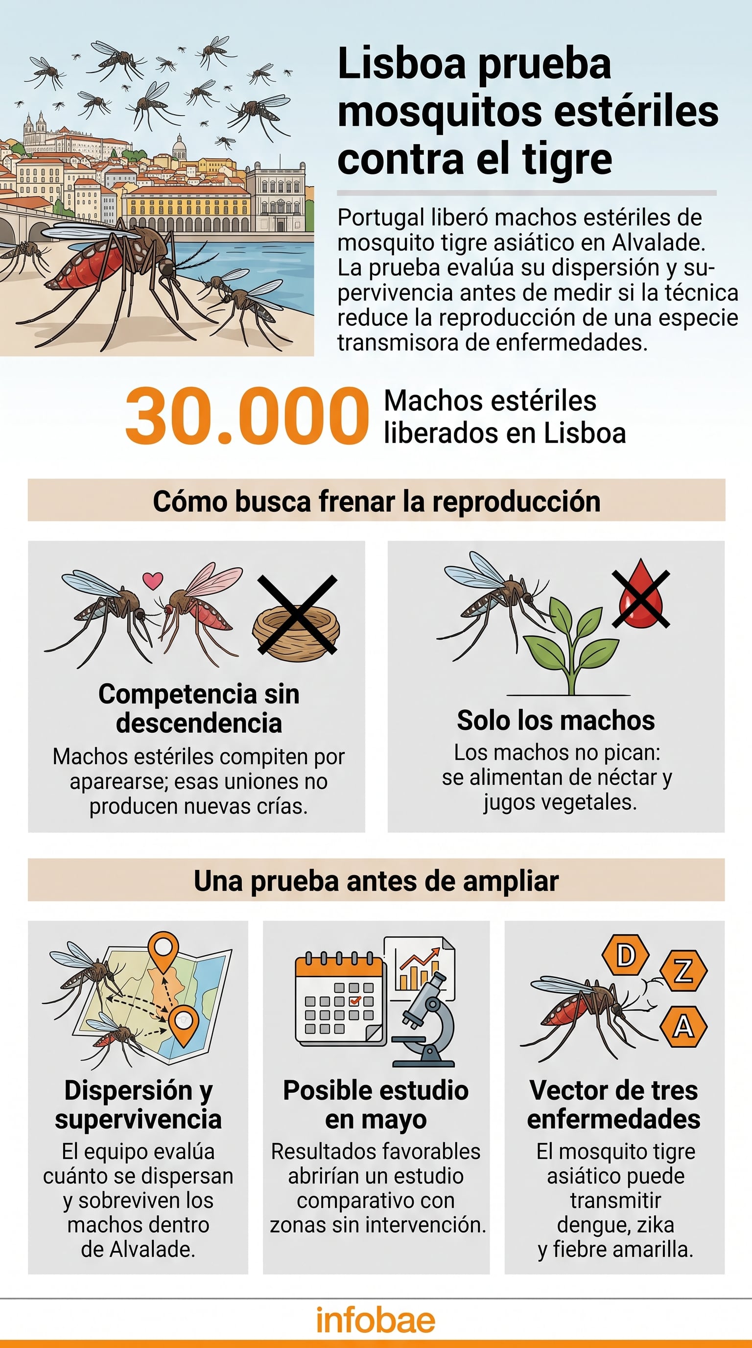 El proyecto de salud pública en el barrio de Alvalade utiliza la liberación de machos estériles para controlar la población del mosquito tigre en Lisboa (Imagen Ilustrativa Infobae)