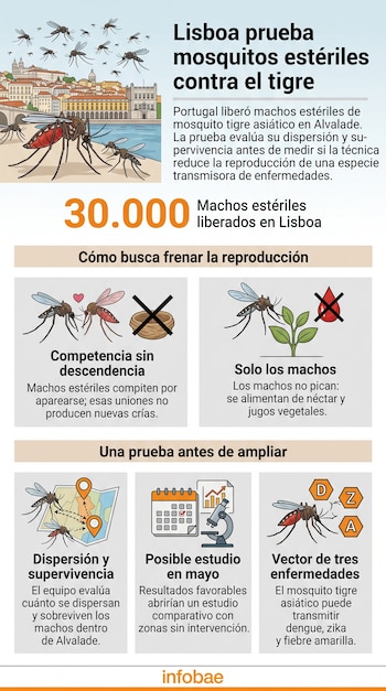 Infografía con ilustraciones de mosquitos, un mapa, un calendario, un microscopio y el horizonte de la ciudad de Lisboa.