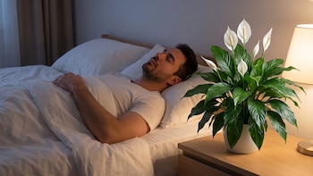 Por qué tener la planta ‘Cuna de Moises’ a lado de la cama podría mejorar tu calidad de sueño y evitar ronquidos