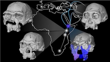 Científicos utilizaron microtomografías para recrear