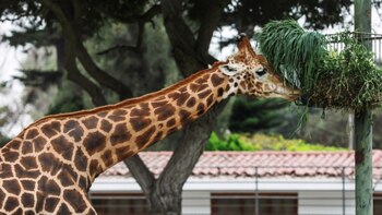 El largo cuello de las