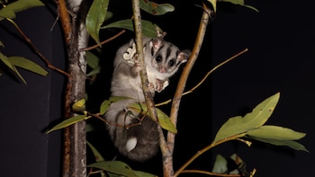 El petauro del azúcar es un marsupial originario de Australia que tiene una predilección por los alimentos dulces como la savia y el néctar.
