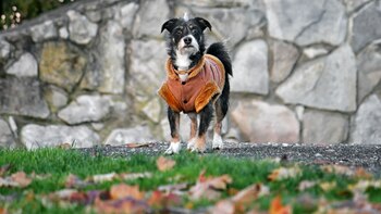 Este chaleco aplica presión suave